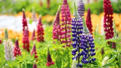 Popular Perennials